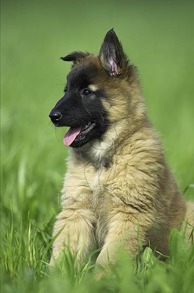 Hund - Mâle (4 mois)