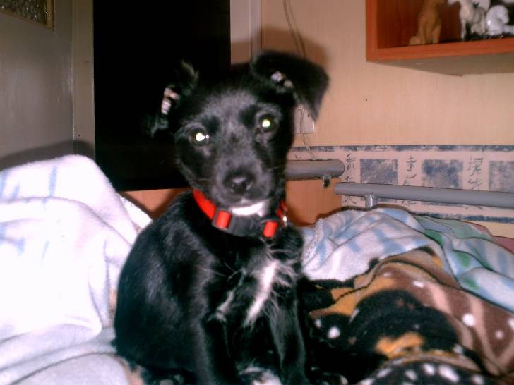 bella - (1 an)