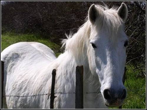 lola - (4 ans)