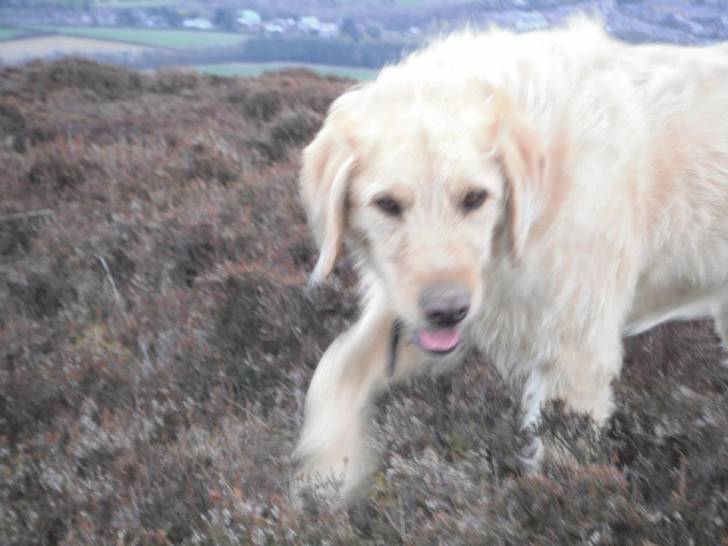 Harley - Mâle (3 ans)