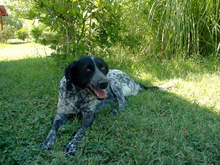 Dog -