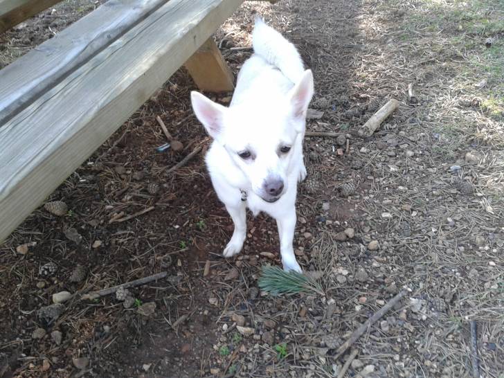 Ficky - Femelle (3 ans)