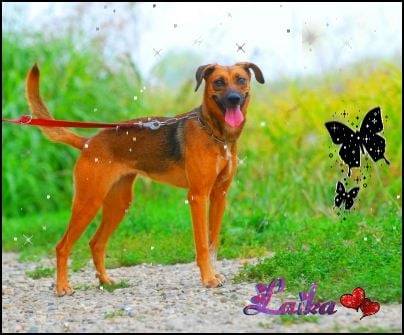 Laika -