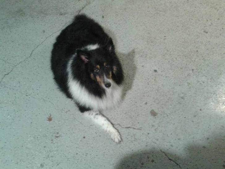 Leo - Mâle (9 ans)