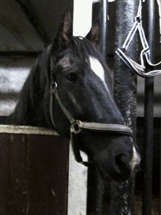 LORD - Mâle (23 ans)