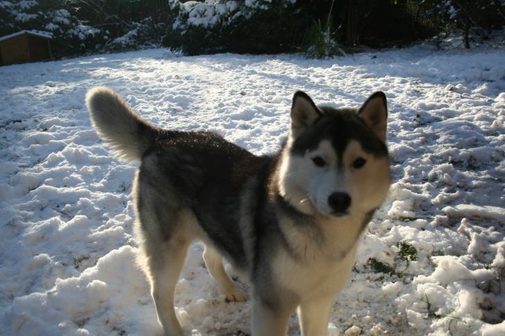 Ianook - Mâle (3 ans)