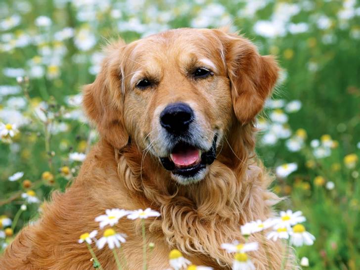 buddy - Mâle (2 ans)