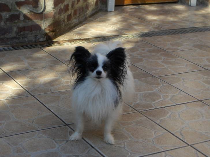 titi - Mâle (2 ans)