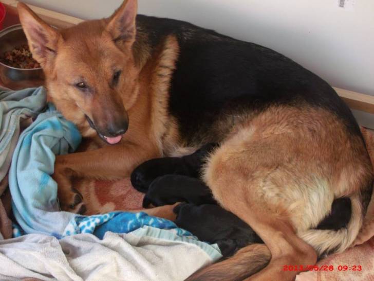 Princesse et ses 4 bébés -