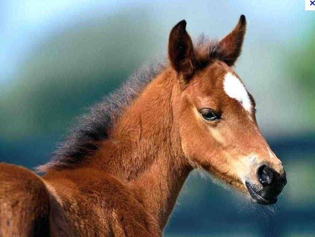 jolie - (1 mois)