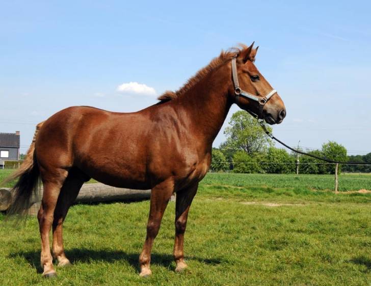 Rik - Mâle (8 ans)