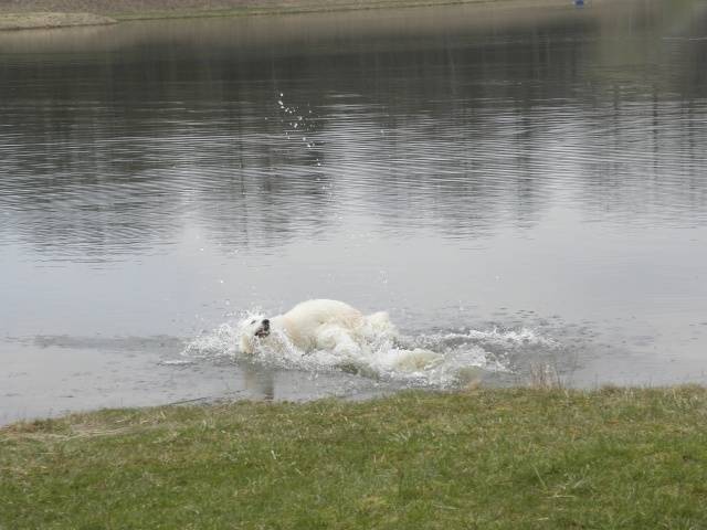 Jack - Mâle (3 ans)