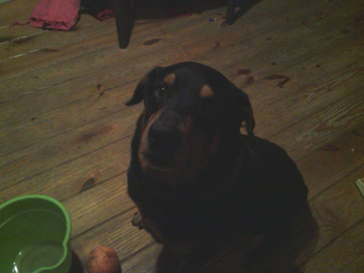sarge - Mâle (11 ans)