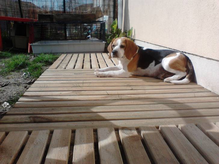 Bixie - (6 mois)