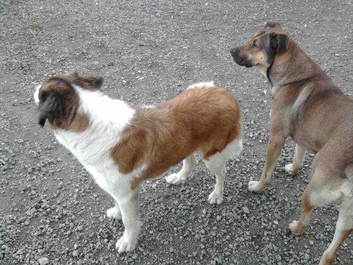 Chance et Junior -