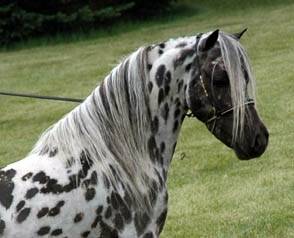 Dali - Mâle (4 ans)