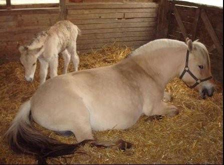 lolita et son poulin diapason - (3 ans)