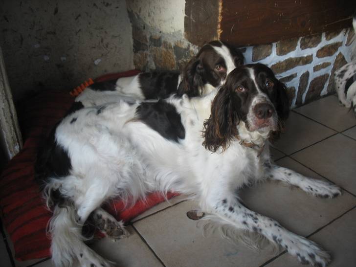 Abysse - Femelle (5 ans)