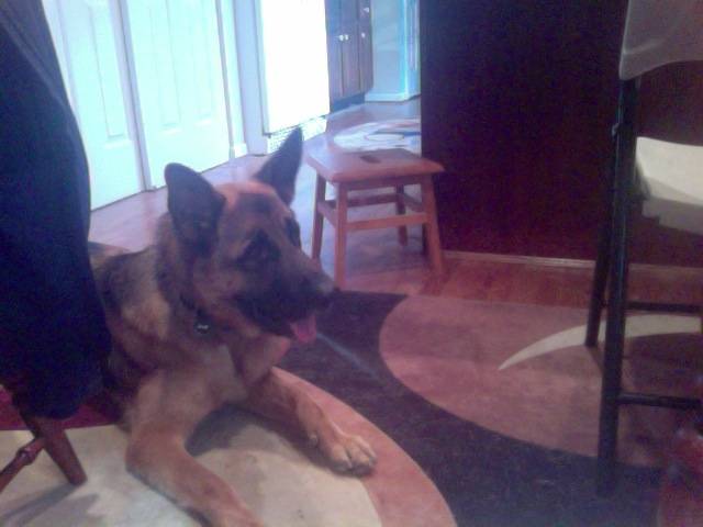 sam my german shepherd -