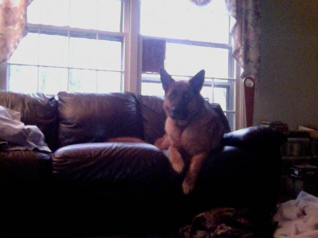 german shepherd sam -