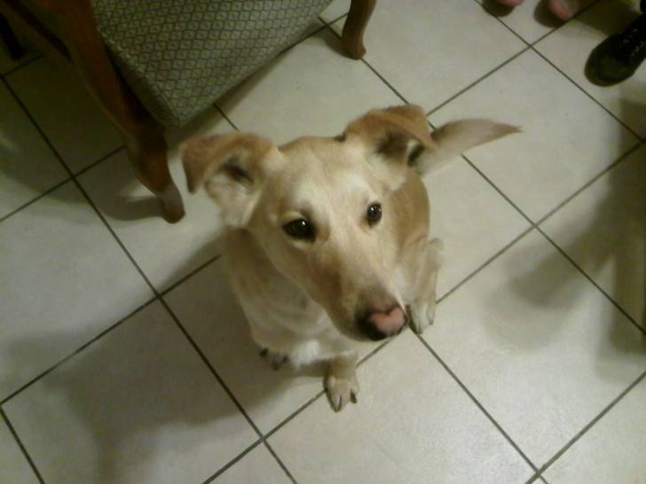 Bengy - Mâle (7 ans)