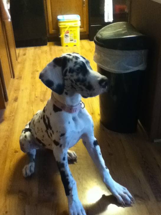 roxie - (1 an)