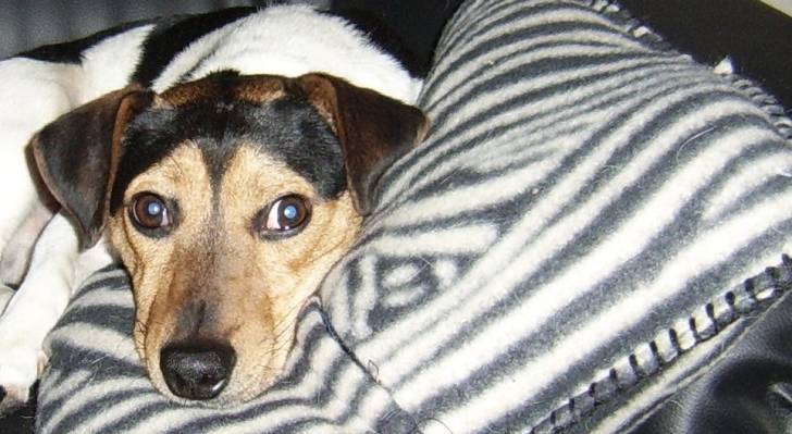 snoopy - Mâle (7 ans)