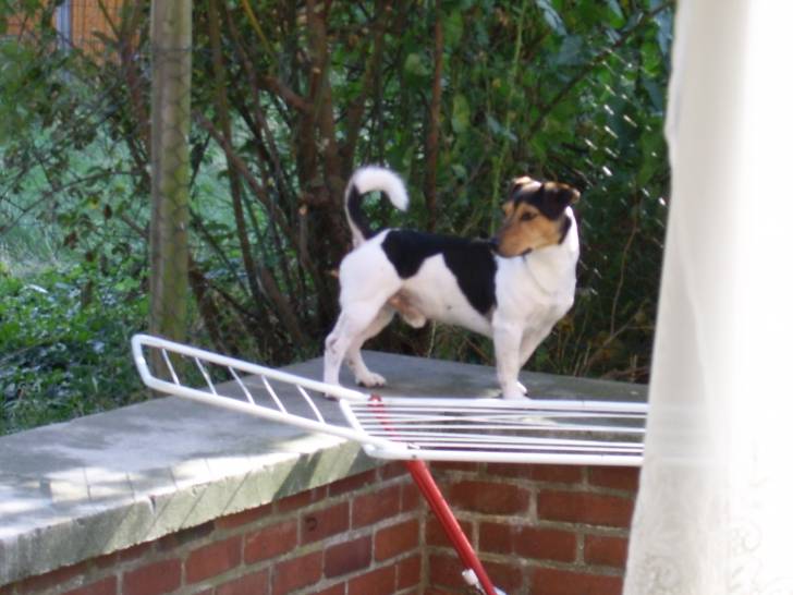 snoopy - Mâle (7 ans)