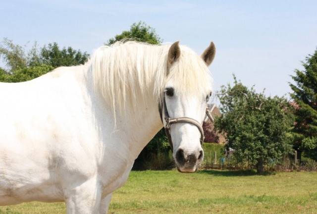 dalila - (3 ans)