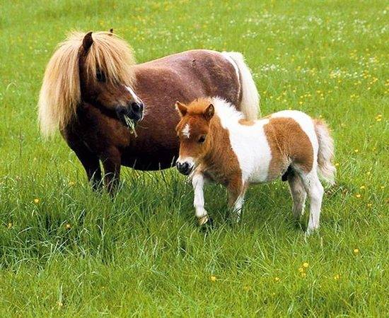 Le falabella -