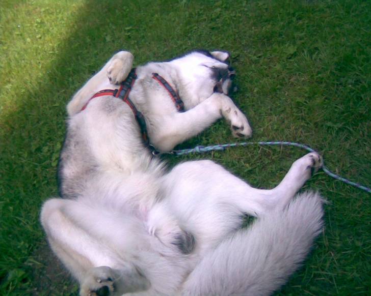 Bluck dorme felice - Mâle (9 ans)