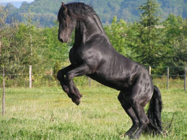 un frison -