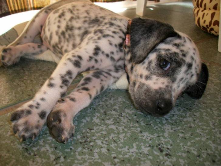 Loona - Femelle (1 an)