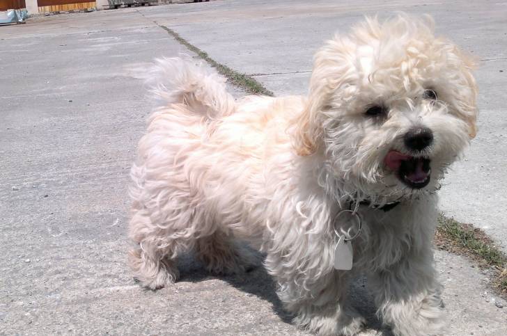 Lily - (5 mois)