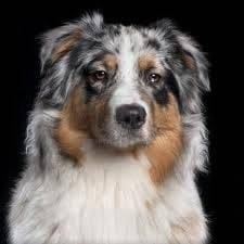 ercules - Mâle (3 ans)
