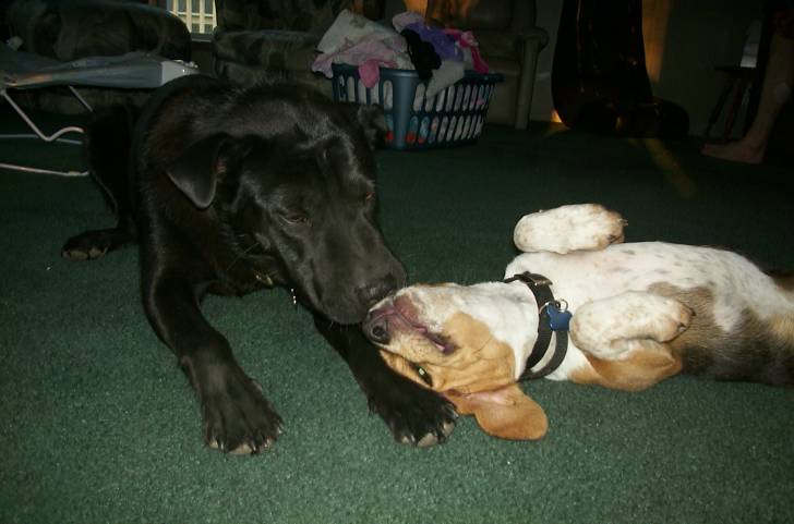 Zowie and Chaser - (4 ans)