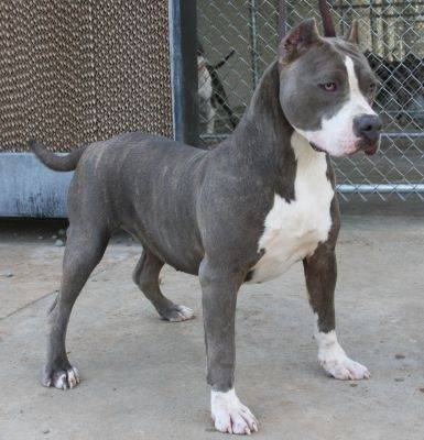 Genevieve - (2 ans)