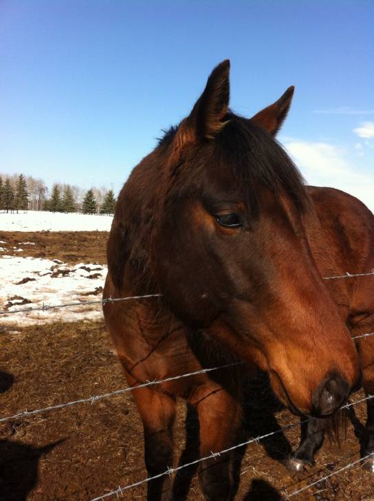 Flash - Mâle (4 ans)