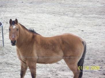 Cowboy - Mâle (19 ans)
