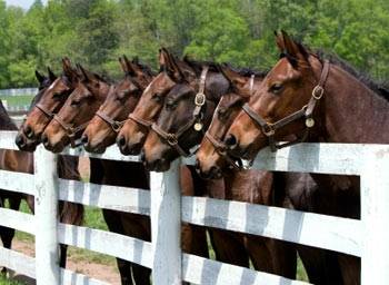 thoroughbreds - (7 ans)