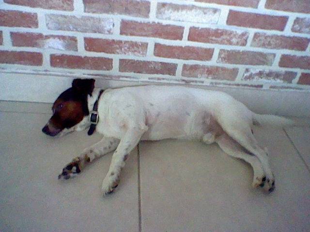 pablo - Mâle (4 ans)