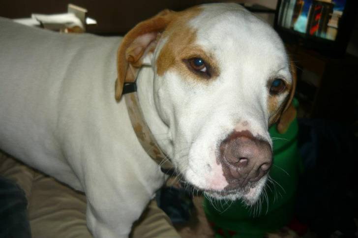 scooby doo - Mâle (3 ans)