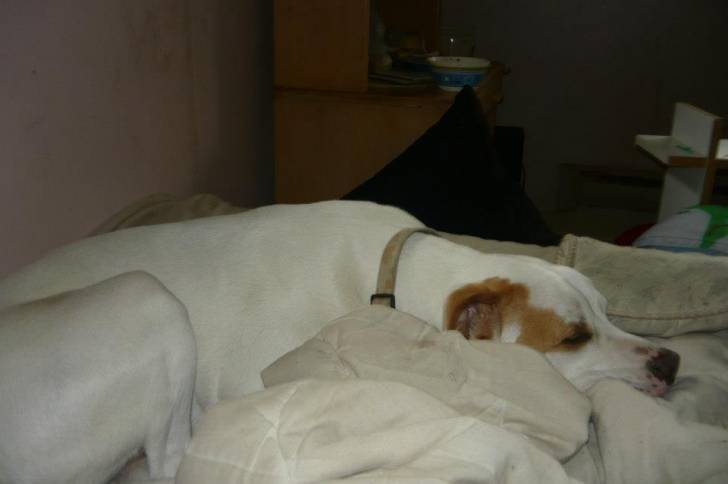 scooby doo - Mâle (3 ans)