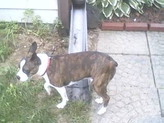 Rowdy Pickles - Mâle (5 ans)