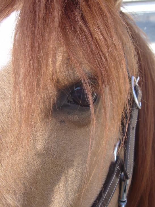 Sirocco - Mâle (5 ans)