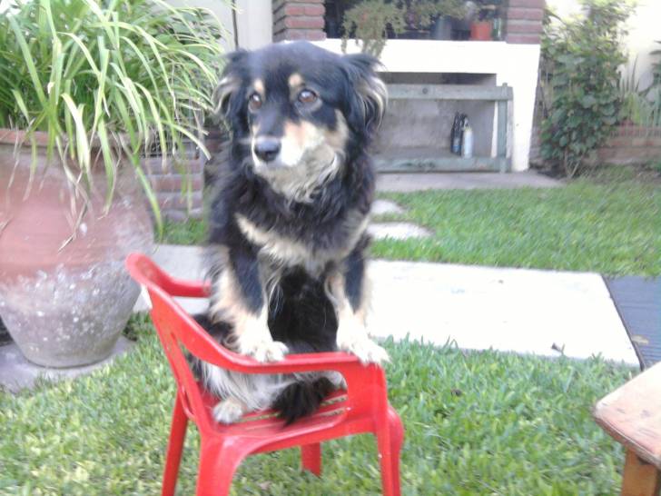 Ava - Femelle (12 ans)