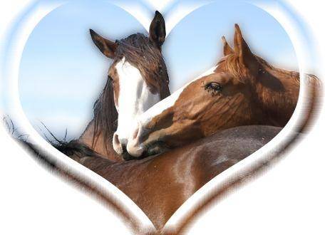 éliska - Femelle (4 mois)