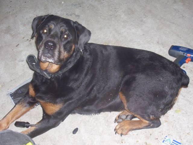 lady et louna - (3 ans)