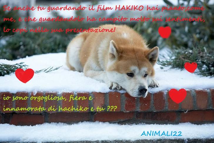 hachiko - Mâle (1 an)