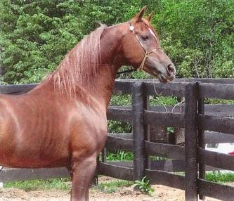 Shaton - Mâle (9 ans)